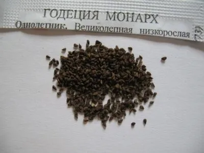 Годеція вирощування з насіння, коли садити, посадка і догляд в домашніх умовах за квітами (домашніх) Годеція вирощування з насіння, коли садити, посадка і догляд в домашніх умовах за квітами