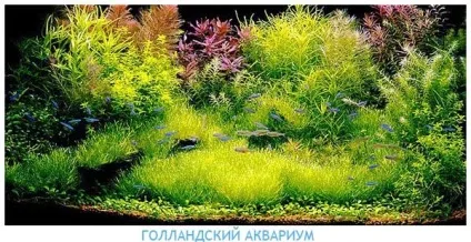 Голландський акваріум - акваріум від ralfa