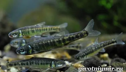 гольян риба