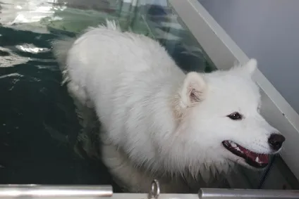 Glorypets - секрет швидкої реабілітації вихованців після операцій і травм хребта (після) Glorypets - секрет швидкої реабілітації вихованців після операцій і травм хребта