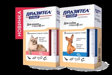 Глисти у кошенят - симптоми, лікування, профілактика (симптоми) Глисти у кошенят - симптоми, лікування, профілактика