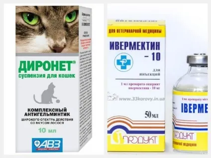 Глисти у серці у собак симптоми, діагностика та лікування (симптоми) Глисти у серці у собак симптоми, діагностика та лікування