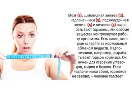 Гормональна дієта для схуднення меню, фази, підрахунок балів, відгуки, результати (балів) Гормональна дієта для схуднення меню, фази, підрахунок балів, відгуки, результати