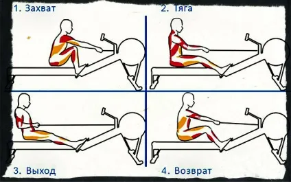 Гребний тренажер які м'язи працюють у вправі, користь і шкода від тренувань (гребний) Гребний тренажер які м'язи працюють у вправі, користь і шкода від тренувань