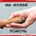 Грибкові захворювання кішок і собак (дерматофітози), швидка ветеринарна допомога