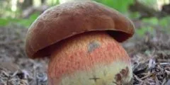 Гриби грузді фото, білий груздь, чорний груздь, опис (груздь) Гриби грузді фото, білий груздь, чорний груздь, опис