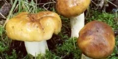 Гриби грузді фото, білий груздь, чорний груздь, опис (груздь) Гриби грузді фото, білий груздь, чорний груздь, опис