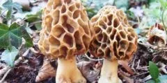 Гриби грузді фото, білий груздь, чорний груздь, опис (гриби) Гриби грузді фото, білий груздь, чорний груздь, опис