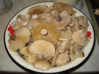 Гриби сіненожкі, фото, скільки варити