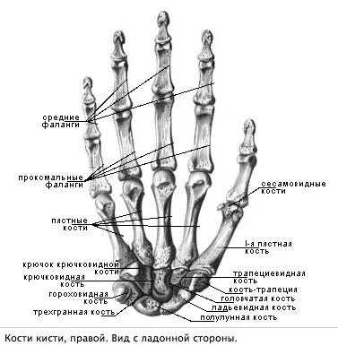 Handanatom - анатомія кисті