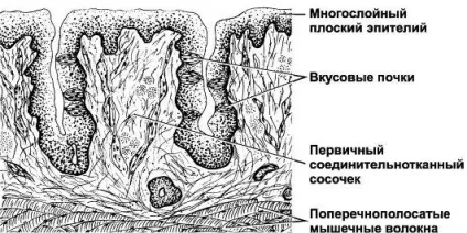 Губа, мова, мигдалини