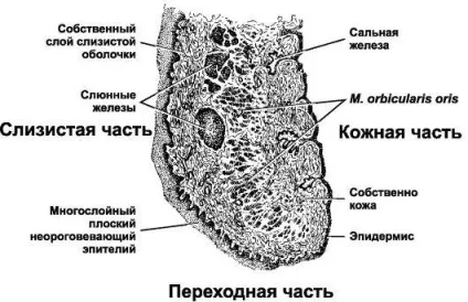 Губа, мова, мигдалини