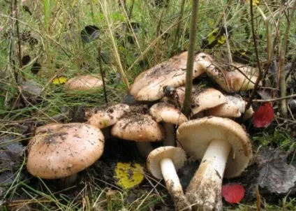Гриб рядовка (50 фото) тополевая, сіра, зелена, їстівні і неїстівні, опис, купорка, як (рядовка) Гриб рядовка (50 фото) тополевая, сіра, зелена, їстівні і неїстівні, опис, купорка, як