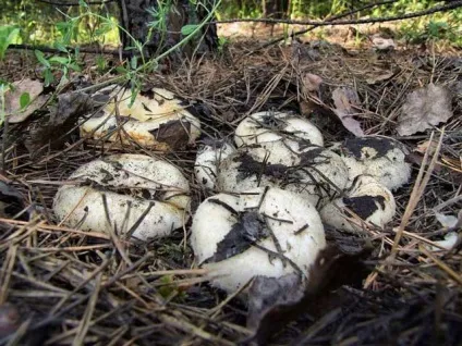 Гриби грузді фото, білий груздь, чорний груздь, опис (гриби) Гриби грузді фото, білий груздь, чорний груздь, опис