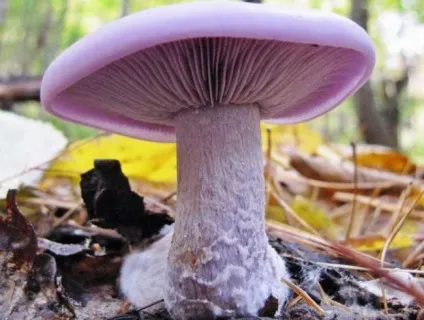 Гриби рядовка опис, види, сірий, білий, коричневий, їстівні, неїстівні, отруйні, як (рядовка) Гриби рядовка опис, види, сірий, білий, коричневий, їстівні, неїстівні, отруйні, як