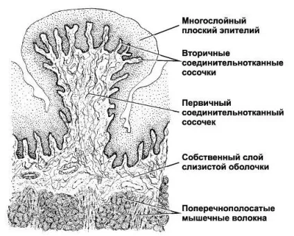 Губа, мова, мигдалини