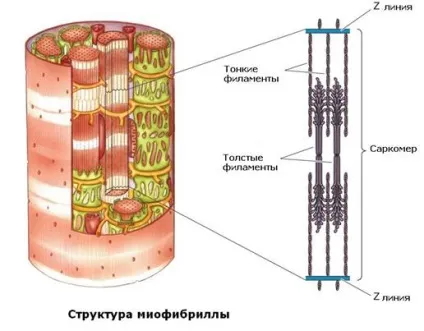 Ідеальні і ретельно розроблені м'язи людини (людини) Ідеальні і ретельно розроблені м'язи людини