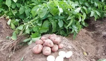 Чи має картопля корисні властивості, і якої шкоди він може принести