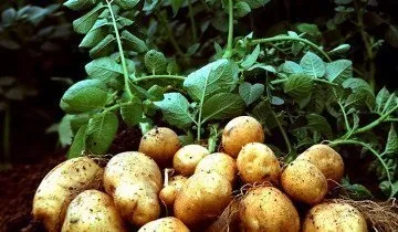 Чи має картопля корисні властивості, і якої шкоди він може принести
