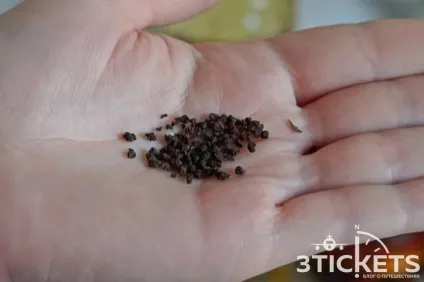 Індійський чай масала