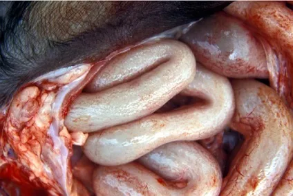 Інфекційний парвовирусного ентерит у кішок (інфекційний) Інфекційний парвовирусного ентерит у кішок