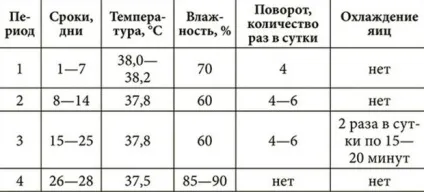 Інкубація яєць цесарки в домашніх умовах закладка, режим інкубації, таблиця (висновок цесарок в інкубаторі режим інкубації таблиця) Інкубація яєць цесарки в домашніх умовах закладка, режим інкубації, таблиця
