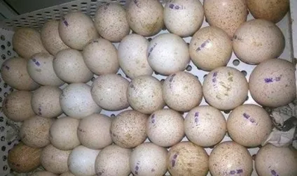 Інкубація яєць цесарки в домашніх умовах закладка, режим інкубації, таблиця (інкубація цесарок в інкубаторі) Інкубація яєць цесарки в домашніх умовах закладка, режим інкубації, таблиця
