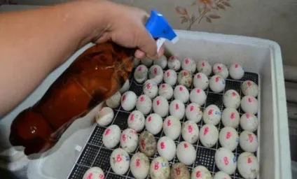Інкубація яєць цесарки в домашніх умовах закладка, режим інкубації, таблиця (домашніх) Інкубація яєць цесарки в домашніх умовах закладка, режим інкубації, таблиця