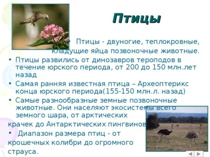 Інтерактивна вікторина - що це за птах позаурочна робота, презентації (вікторина) Інтерактивна вікторина - що це за птах позаурочна робота, презентації