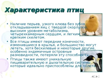 Інтерактивна вікторина - що це за птах позаурочна робота, презентації (птах) Інтерактивна вікторина - що це за птах позаурочна робота, презентації