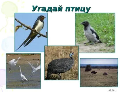 Інтерактивна вікторина - що це за птах позаурочна робота, презентації (птах) Інтерактивна вікторина - що це за птах позаурочна робота, презентації