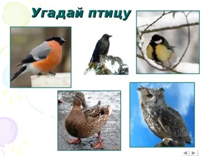 Інтерактивна вікторина - що це за птах позаурочна робота, презентації (вікторина) Інтерактивна вікторина - що це за птах позаурочна робота, презентації
