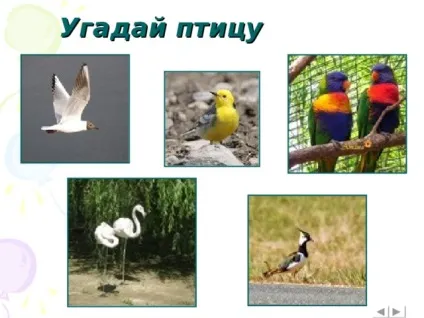 Інтерактивна вікторина - що це за птах позаурочна робота, презентації (вікторина) Інтерактивна вікторина - що це за птах позаурочна робота, презентації