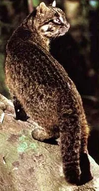 Іріомотская кішка, японська дика кішка (prionailurus felis iriomotensis), ареал опис зовнішній (японська) Іріомотская кішка, японська дика кішка (prionailurus felis iriomotensis), ареал опис зовнішній
