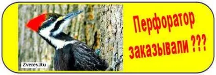 Цікаві факти про собак та цуценят різних порід (порід) Цікаві факти про собак та цуценят різних порід