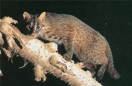 Іріомотейская, або японська дика кішка (лат (prionailurus bengalensis iriomotensis) Іріомотейская, або японська дика кішка (лат