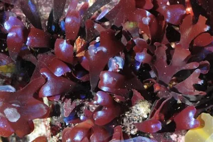 Ірландський мох (chondrus crispus) - консультація лікаря (crispus) Ірландський мох (chondrus crispus) - консультація лікаря