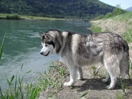 Цікаве про хаскі (20 фото)