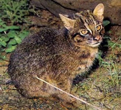 Іріомотейская, або японська дика кішка (лат (prionailurus bengalensis iriomotensis) Іріомотейская, або японська дика кішка (лат