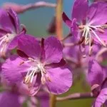 Іван-чай розмноження і догляд (догляд) Іван-чай розмноження і догляд