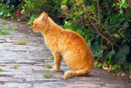 Іспанські (каталонські) коти, мої подорожі
