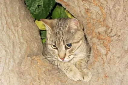 Іспанські (каталонські) коти, мої подорожі