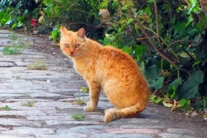 Іспанські (каталонські) коти, мої подорожі