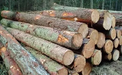 З якого лісу вибрати зруб лазні з колоди під усадку з північного лісу, дикий, з кедра або (зруб лазні) З якого лісу вибрати зруб лазні з колоди під усадку з північного лісу, дикий, з кедра або