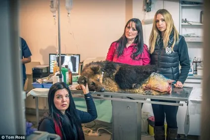 Понівечену і зґвалтовану собаку врятували від загибелі, але маніяка від покарання захищає закон - (собаку) Понівечену і зґвалтовану собаку врятували від загибелі, але маніяка від покарання захищає закон -