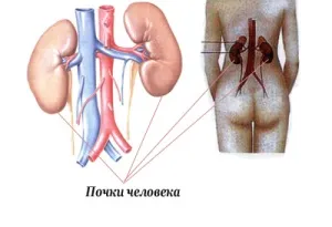 Яка повинна бути дієта після пересадки нирки (після пересадки нирки) Яка повинна бути дієта після пересадки нирки