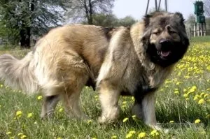 Як дають хаскі, світ кішок і собак