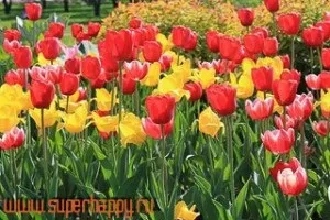 Як боротися з песимізмом (боротися) Як боротися з песимізмом