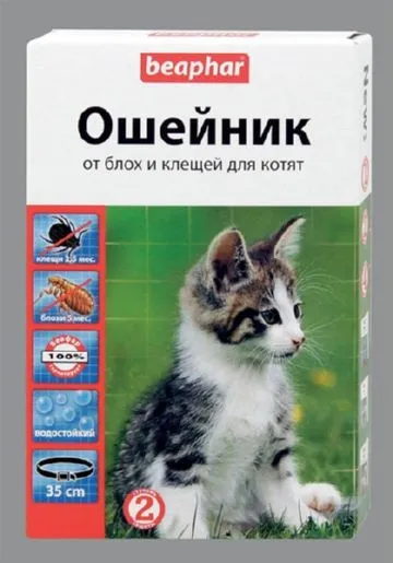 Як діє нашийник від бліх для котів і як правильно його застосовувати (діє) Як діє нашийник від бліх для котів і як правильно його застосовувати