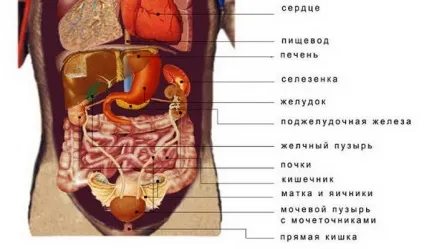 Як болить і де знаходиться жовчний міхур у людини (людини) Як болить і де знаходиться жовчний міхур у людини